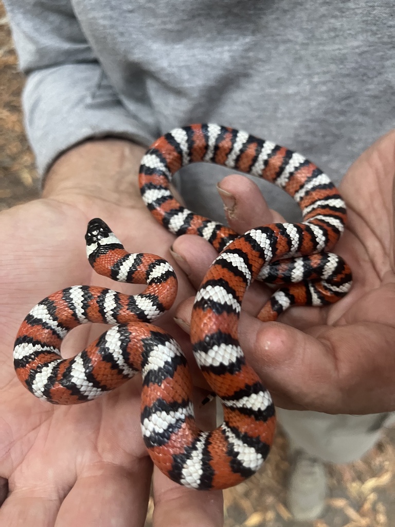 Coast Mountain Kingsnake in October 2022 by travisbbotany · iNaturalist - Best Places To Hunt For Kingsnake Food