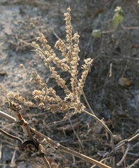 Phacelia congesta