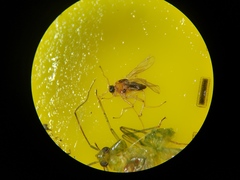 Elaphropeza ephippiata