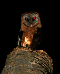 Tyto glaucops