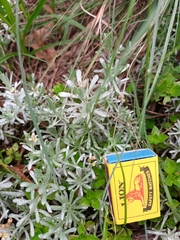 Helichrysum luteoalbum