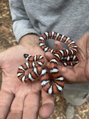 Lampropeltis multifasciata