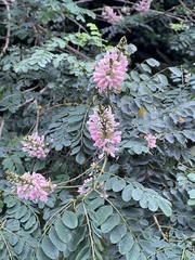 Indigofera jucunda