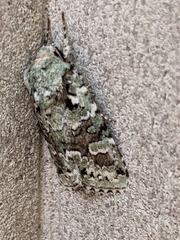 Lacinipolia implicata