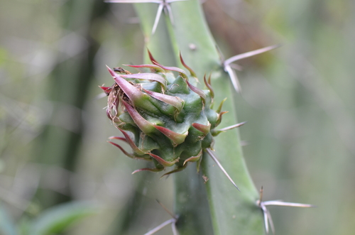 Image of Harrisia bonplandii by no rights reserved