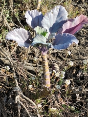 Brassica oleracea