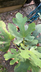 Ficus carica