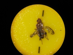 Opomyzidae