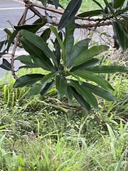 Protorhus longifolia