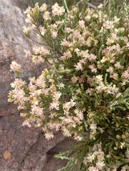 Passerina