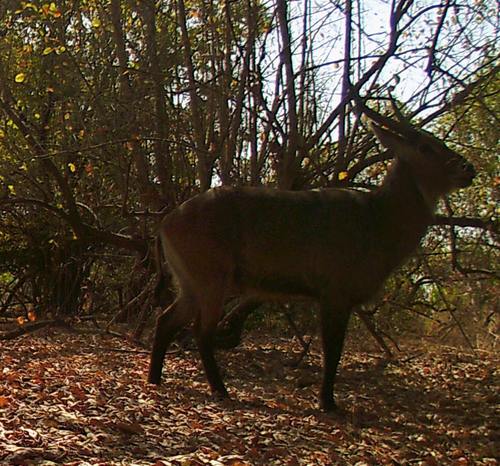Defassa Waterbuck
