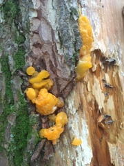 Dacrymyces chrysospermus