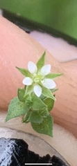 Arenaria