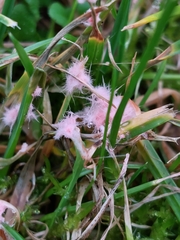 Laetisaria roseipellis