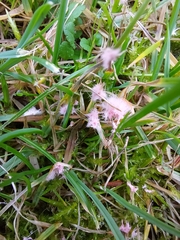 Laetisaria roseipellis