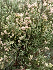 Passerina
