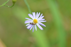 Scythris trivinctella