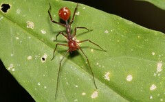 Myrmecium