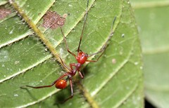 Myrmecium