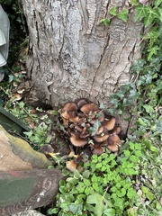 Armillaria ostoyae