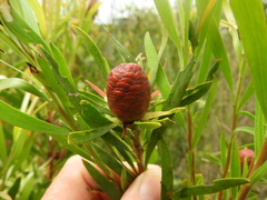Leucadendron eucalyptifolium