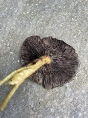 Armillaria ostoyae