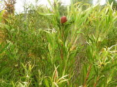 Leucadendron eucalyptifolium