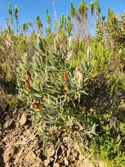 Protea burchellii