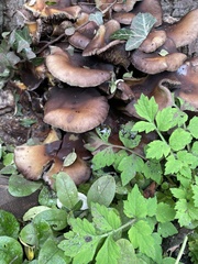 Armillaria ostoyae