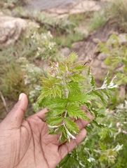 Artemisia afra