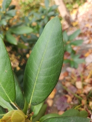 Rhododendron catawbiense