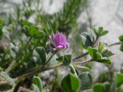 Indigofera glomerata