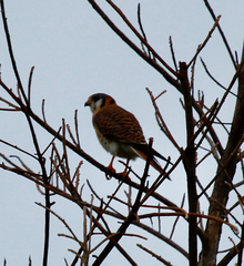 Falco sparverius dominicensis