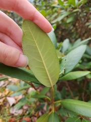 Rhododendron catawbiense
