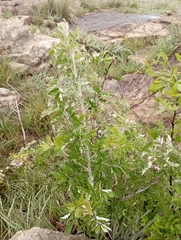 Artemisia afra