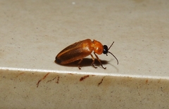 Luciolinae