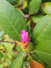 Rhododendron catawbiense