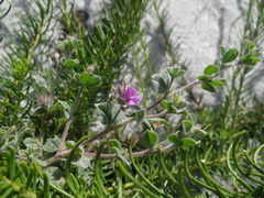 Indigofera glomerata