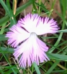 Dianthus hyssopifolius