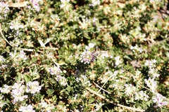 Apis mellifera capensis