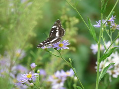 Limenitis doerriesi