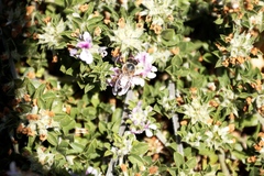 Apis mellifera capensis