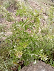 Artemisia afra