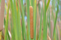 Typha