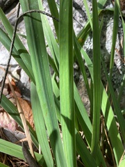 Iris virginica