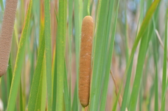 Typha