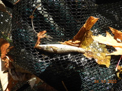 Rhinichthys cataractae