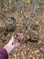 Rhododendron calendulaceum