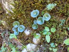 Umbilicus rupestris