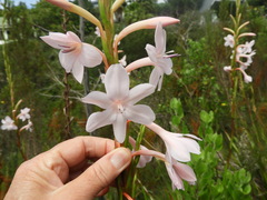 Watsonia knysnana